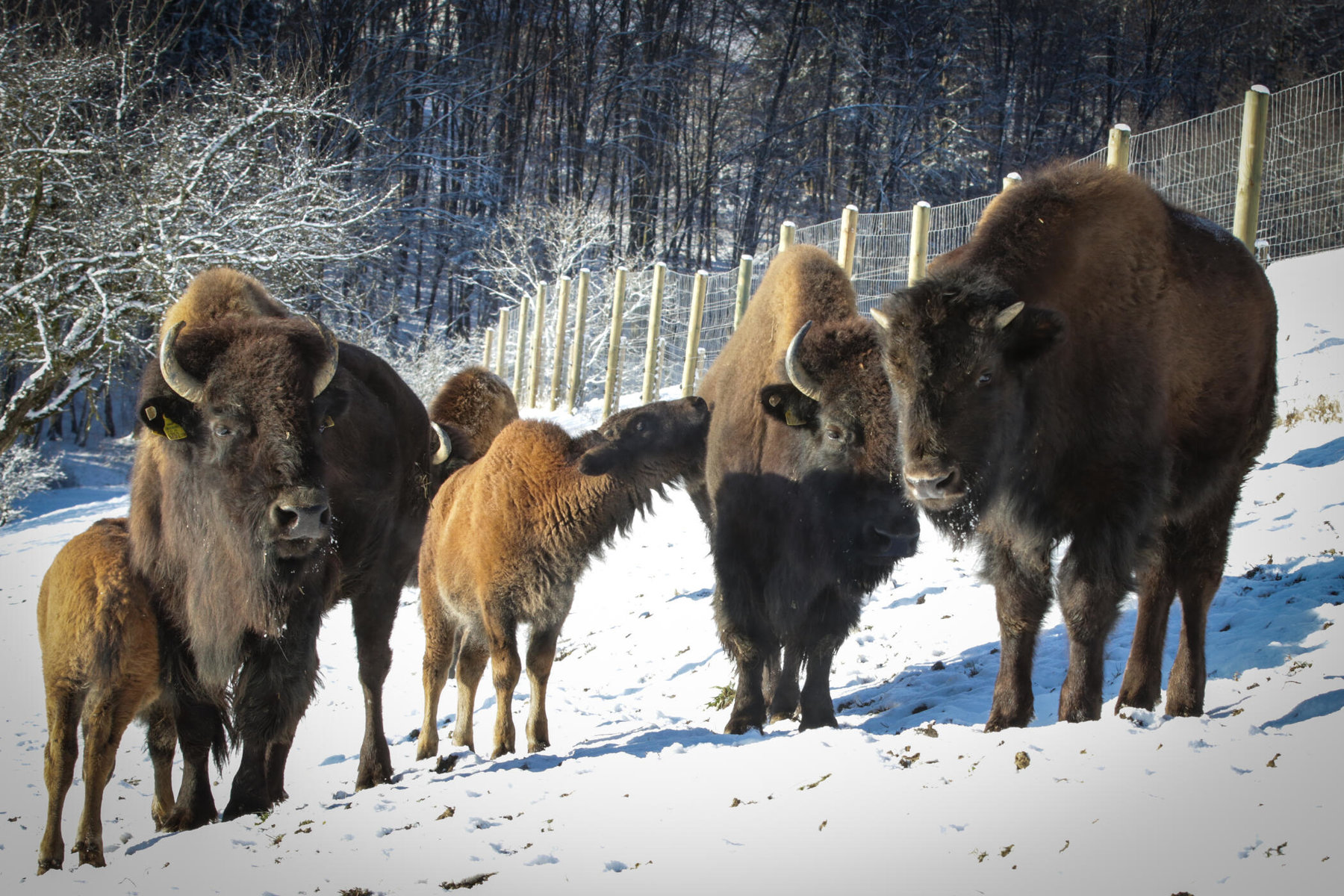 Bisonzucht der Familie Pucher