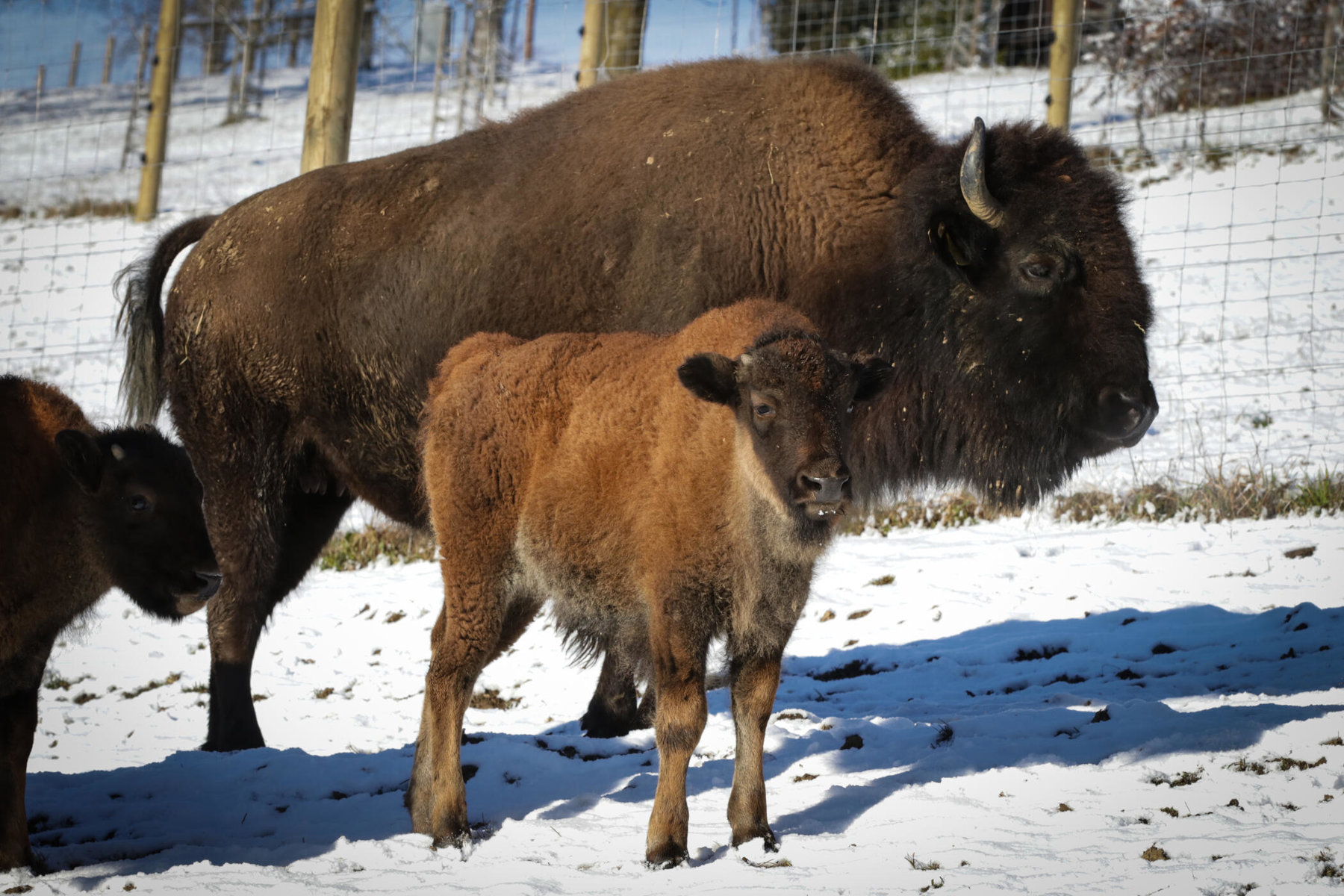 Bisonkalb am Hof der Familie Pucher