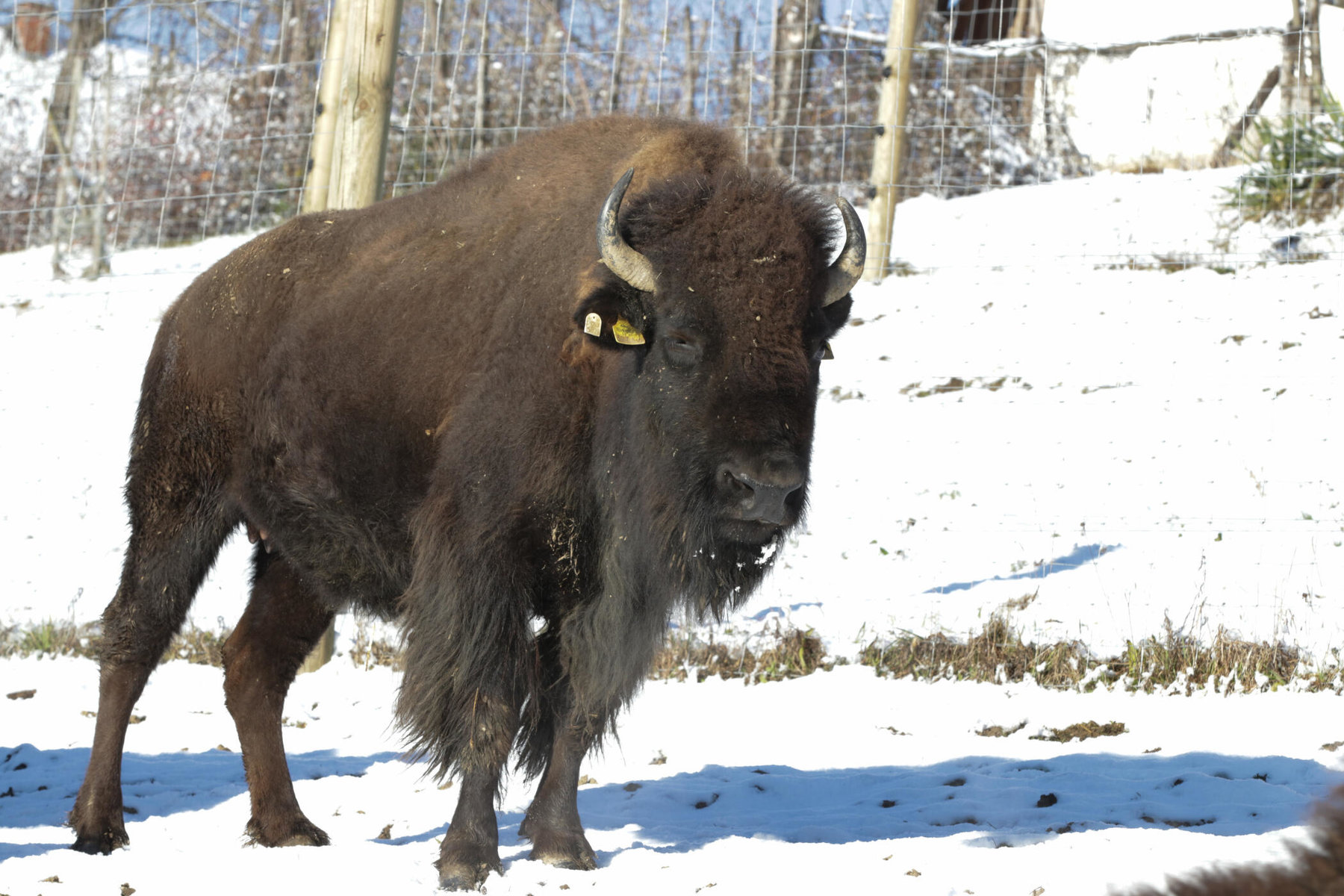 Bison im Schnee am Hof der Tatanka Bisonzucht