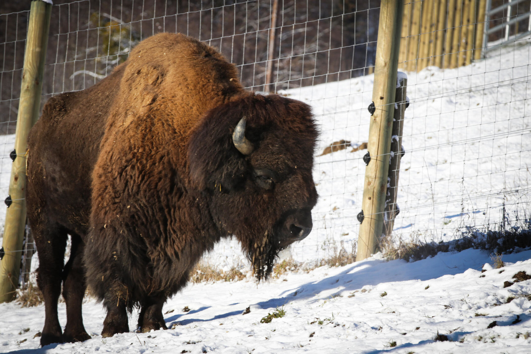 ausgewachsener Bison der Tatanka Bisonzucht