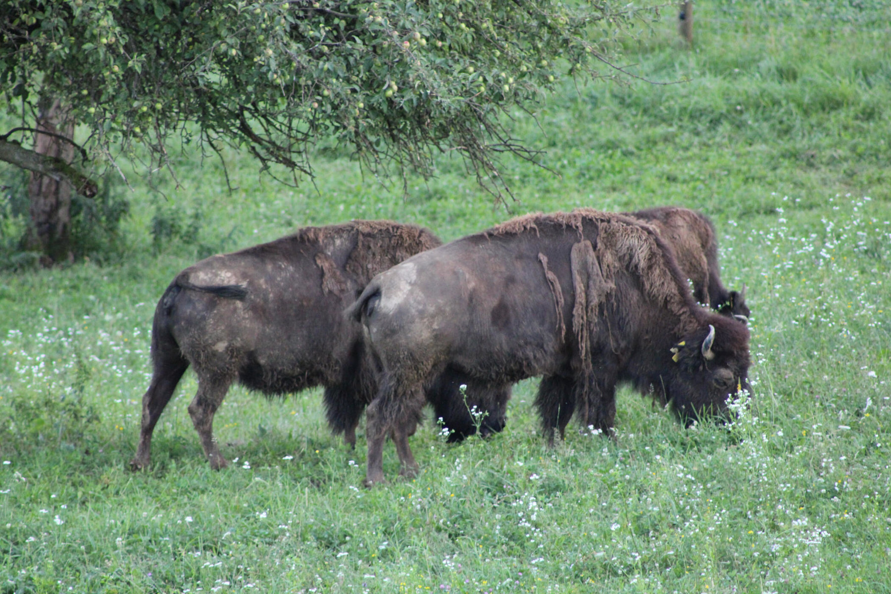 grasende Bisons am Hof der Tatanka Bisonzucht
