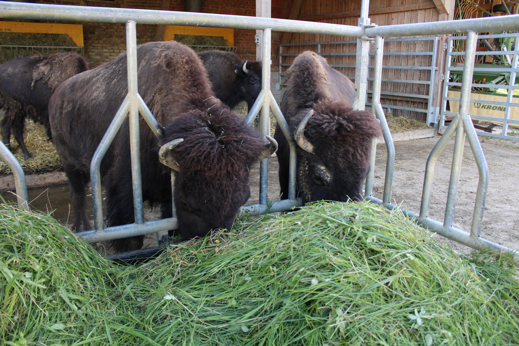 Fütterung der Bisons am Hof der Familie Pucher