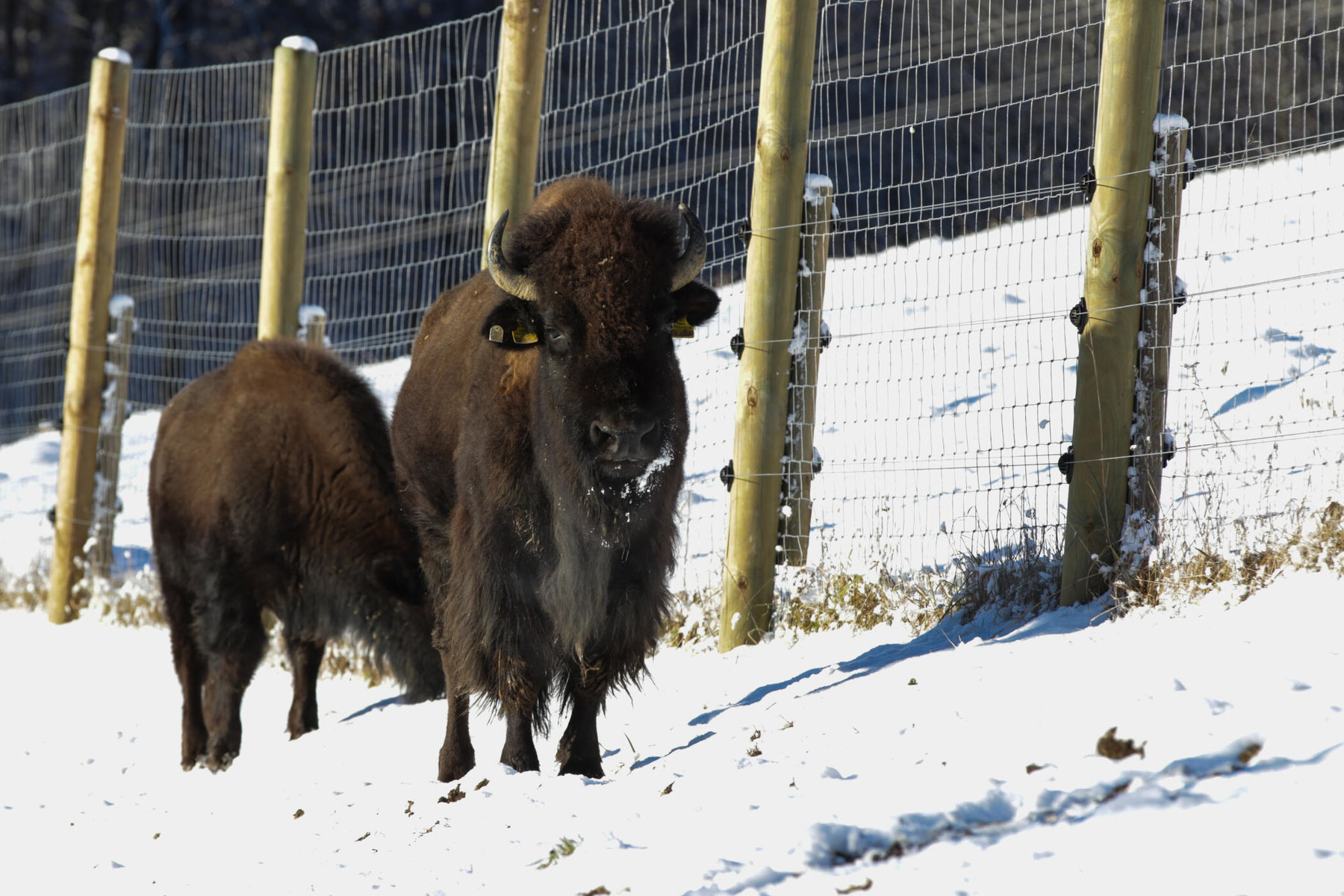 Bisons der Tatanka Bisonzucht