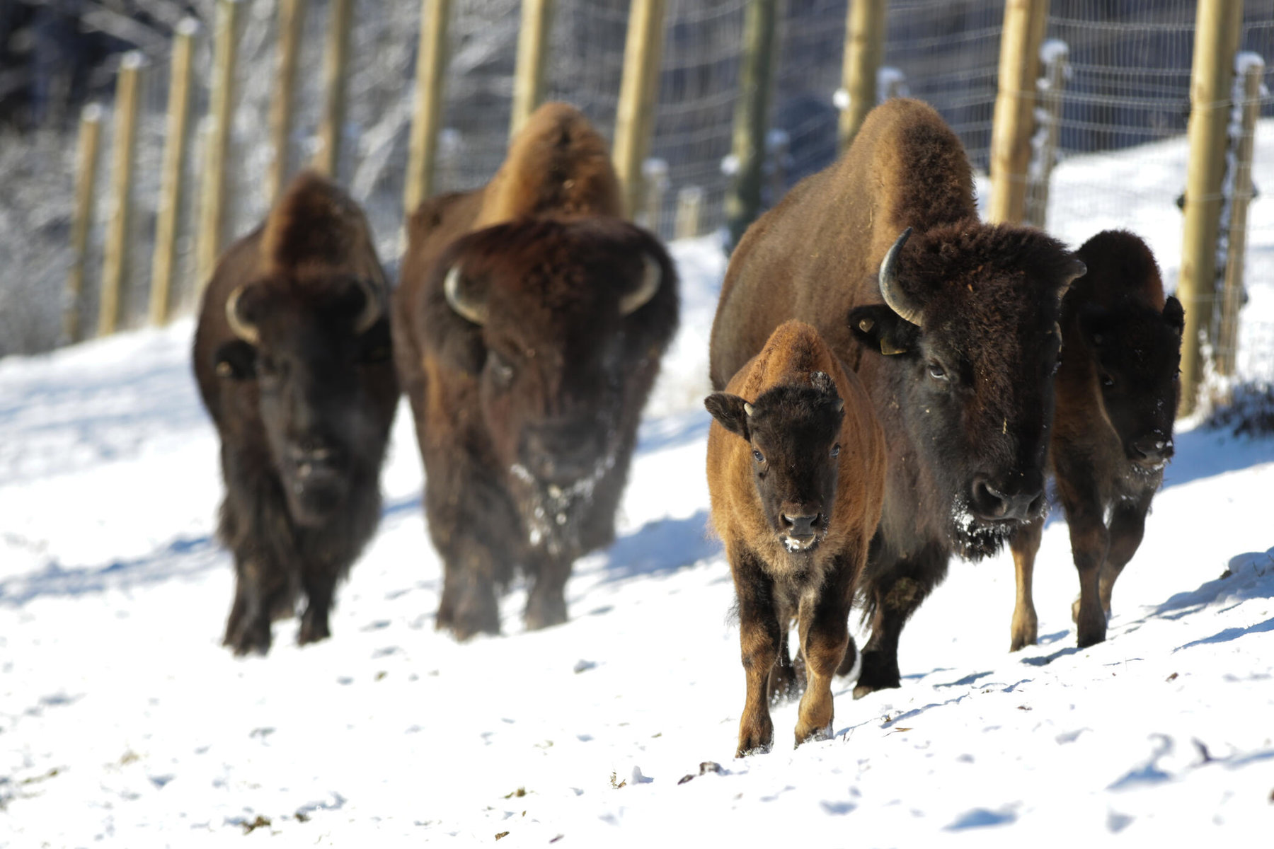 Bisonhaltung bei Tatanka