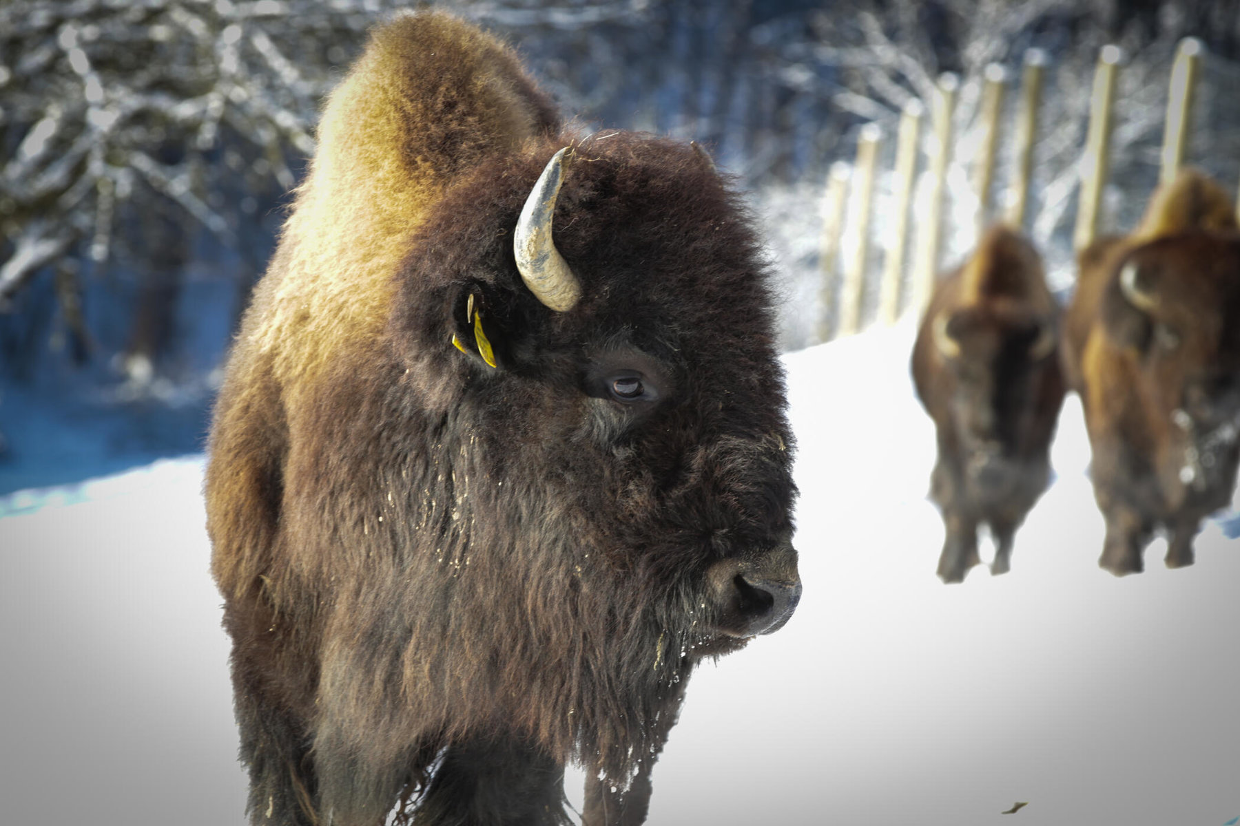 Bison der Tatanka Bisonzucht