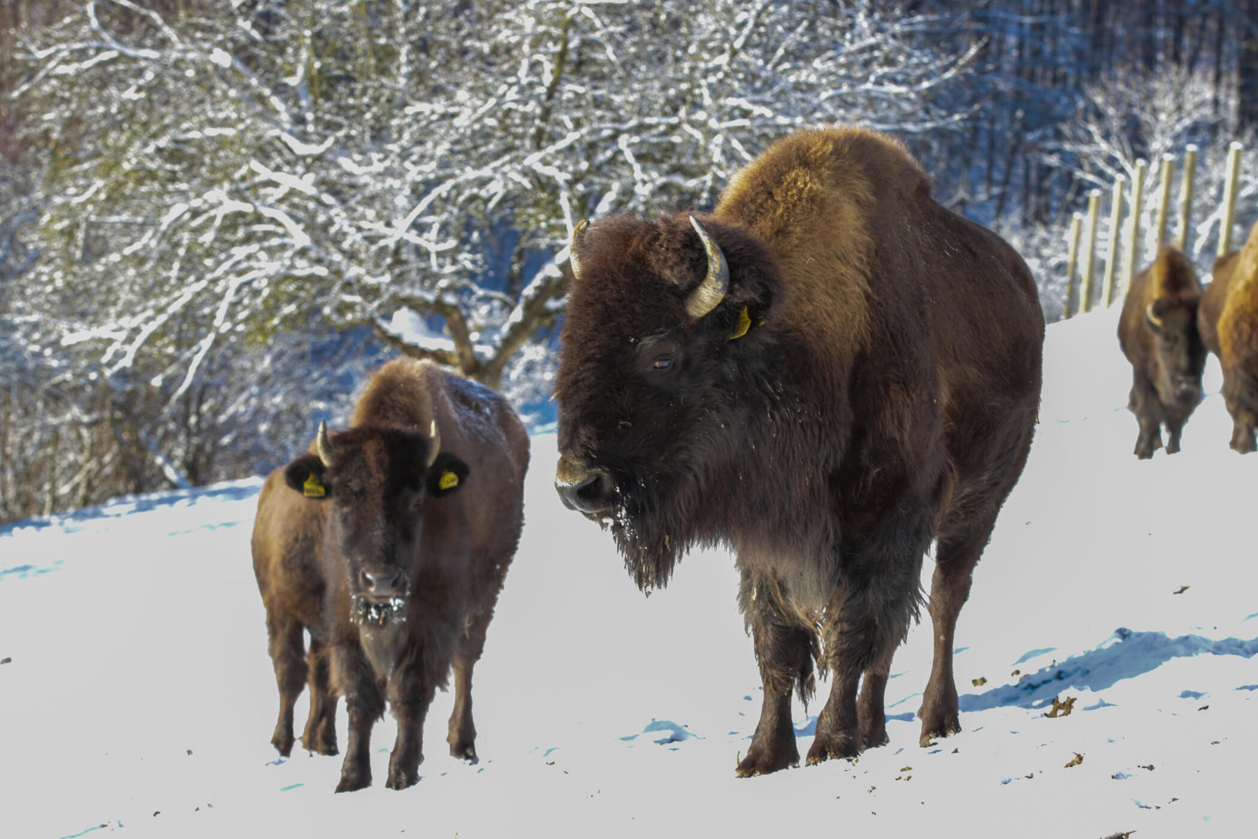 Bisons bei Tatanka