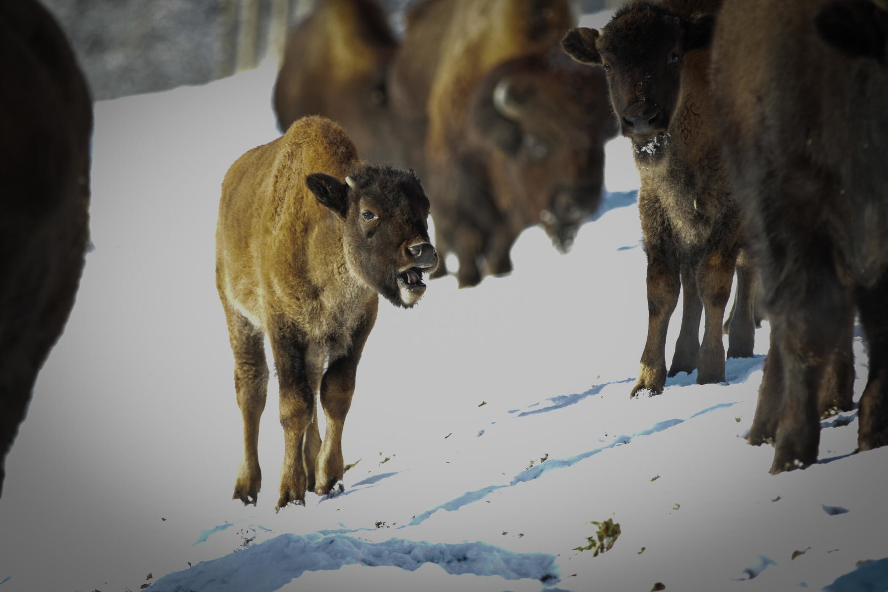 Bisonkalb der Familie Pucher