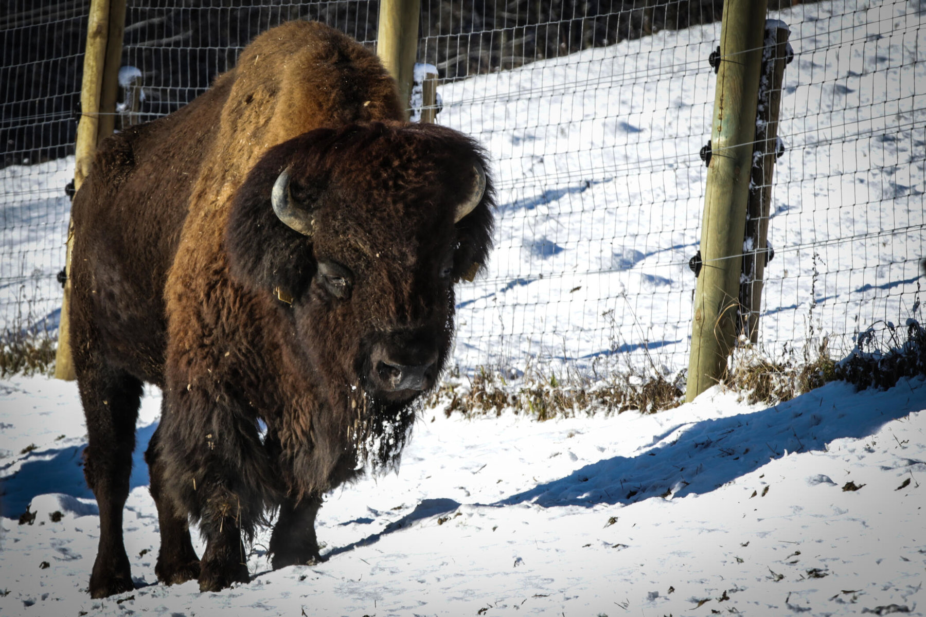 ausgewachsener Bison am Hof der Familie Pucher