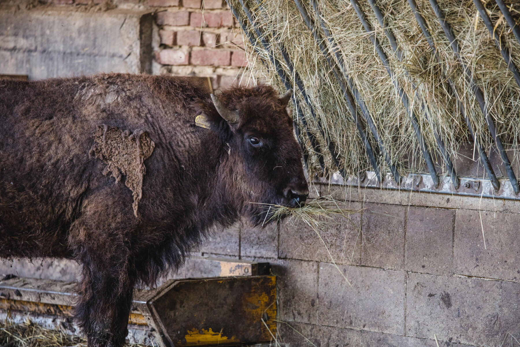 Bisons beim Heu fressen