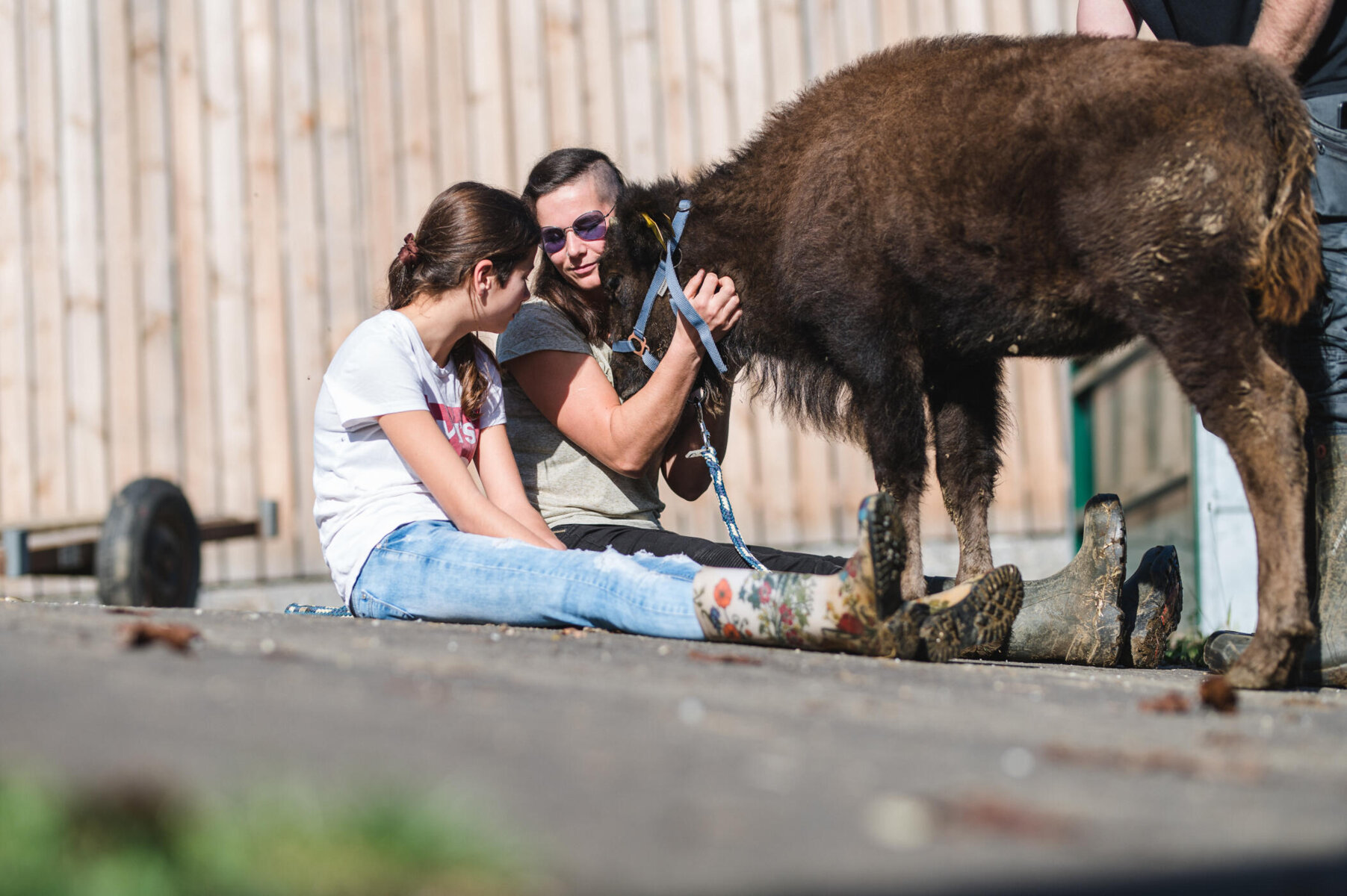 kleines Bison